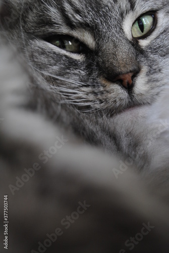 Beautiful Himalayan Persian cat on the bed in the sunlight
