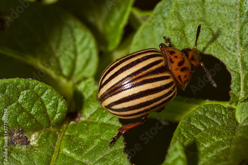 Colorado potato beetle and red larva crawling and eating potato leaves. Close-up. Macro effect photo. 