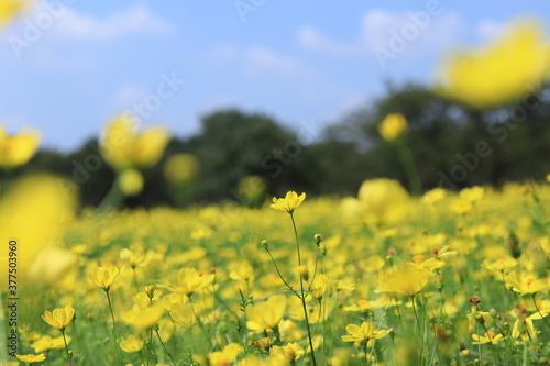 Cosmos in showakinen park ,japan,tokyo