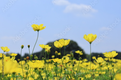 Cosmos in showakinen park ,japan,tokyo