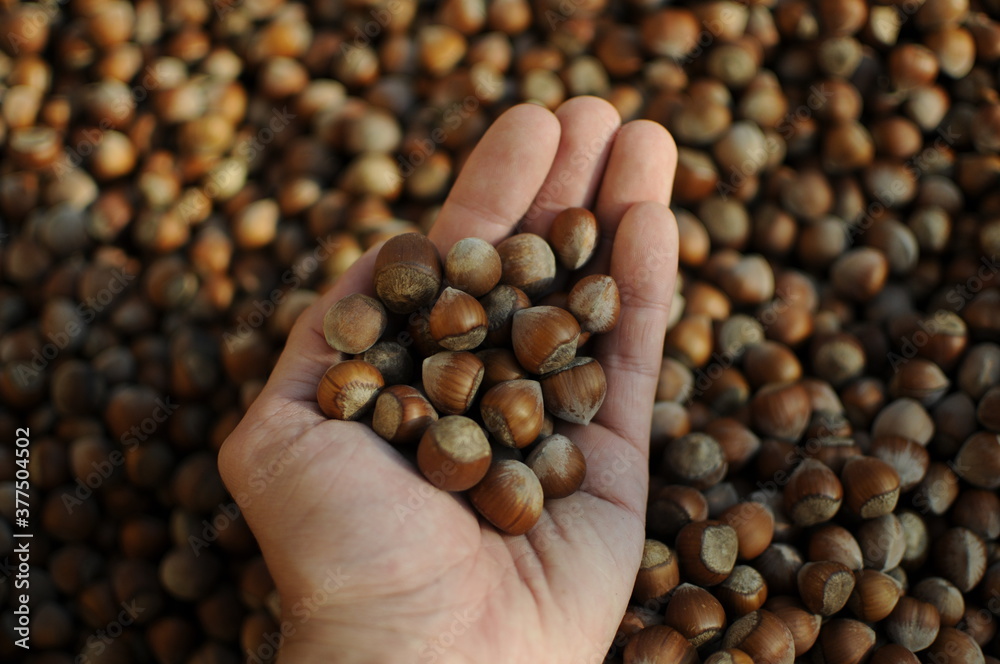 Hazelnuts dry on the ground. Process of Turkish hazelnuts. organic