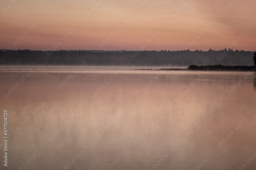 Fototapeta premium ptactwo wodne we mgle na jeziorze o poranku