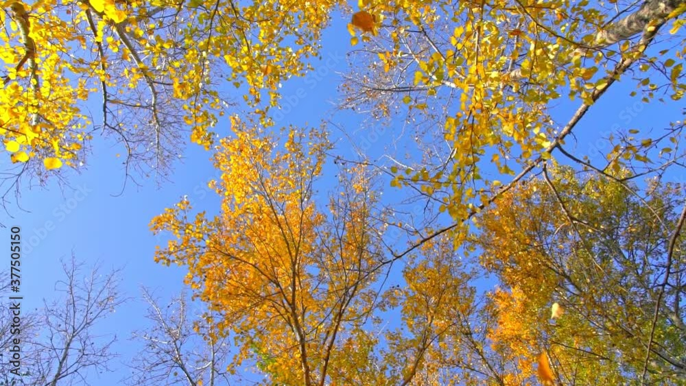Low angle view, rotating lens of leaves falling from autumn golden ginkgo trees Low angle view, rotating lens of leaves falling from autumn golden ginkgo trees