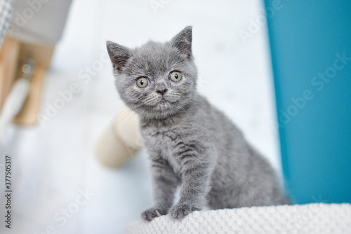 mała kotka brytyjska niebieska krótkowłosa kot brytyjski krótkowłosy kociak