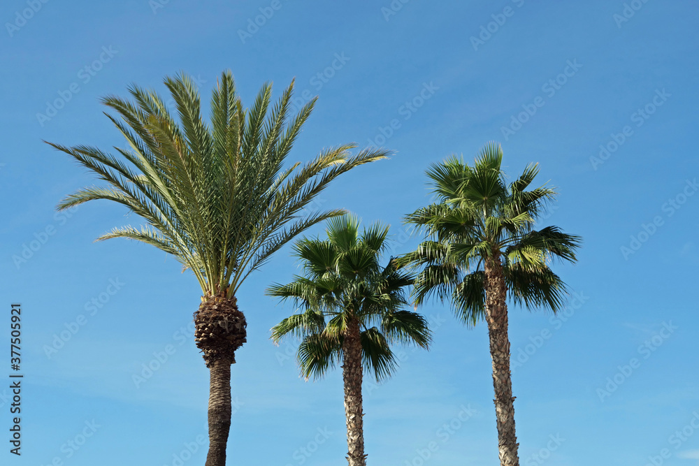Close-up of the crowns of three tropical palms in front of a cloudless blue sky
Close-up of the crowns of three tropical palms in front of a cloudless blue sky