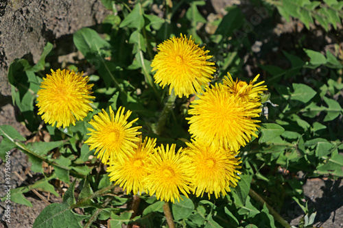 Close-up of a group of blossoms of flowering yellow dandelions
 photo