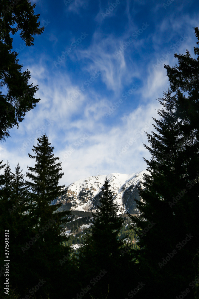 Green pine trees with a painting like blue sky