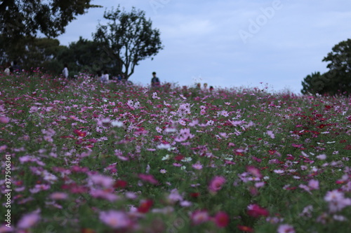 Wallpaper Mural cosmos in the park ,japan,tokyo Torontodigital.ca