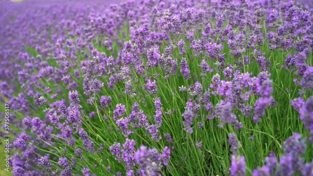 Lavender bushes swaying like waves in breeze, attracting bees Lavender bushes swaying like waves in breeze, attracting bees
