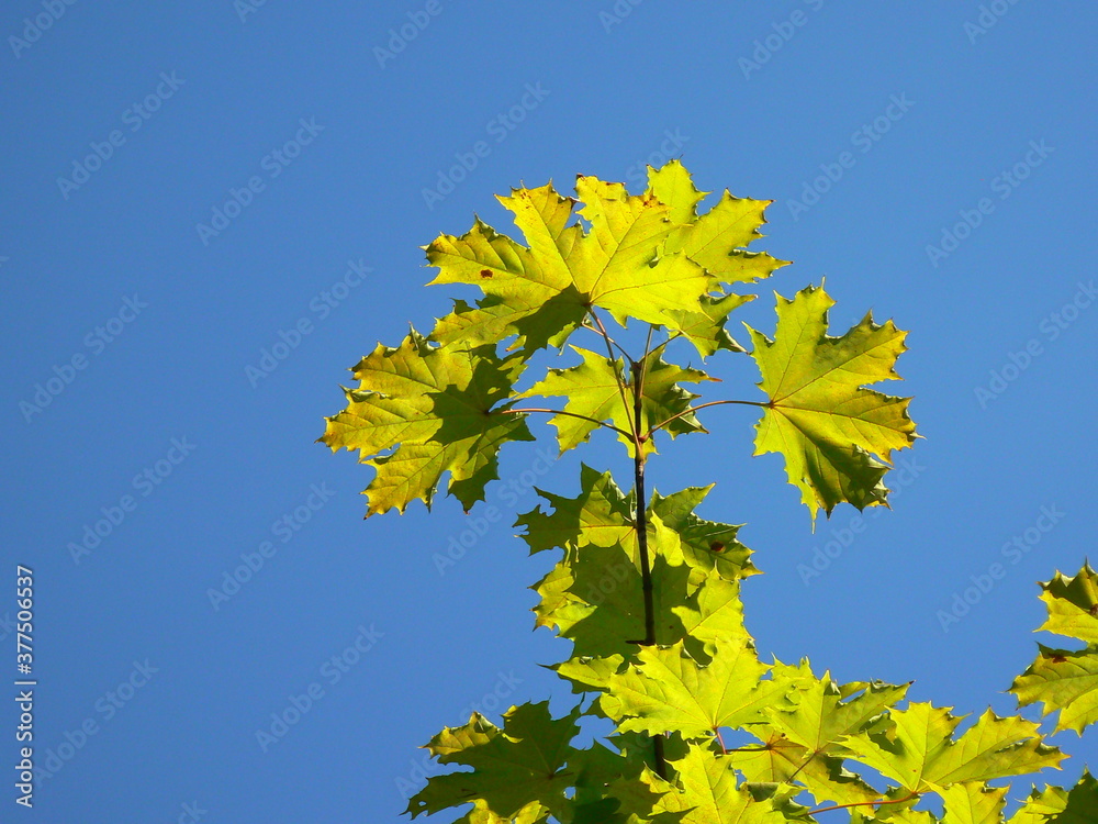Maple branch with juicy green leaves against the blue summer sky on a sunny day Maple branch with juicy green leaves against the blue summer sky on a sunny day