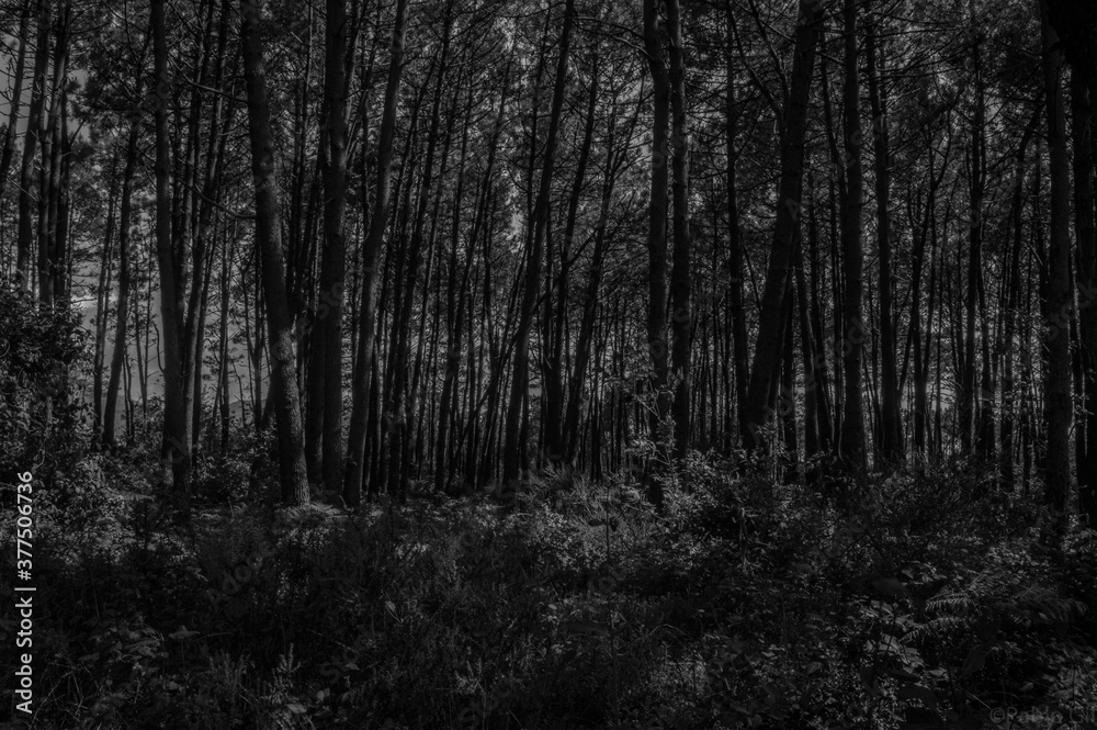 Bosque fondoso en Galicia con sol de invierno