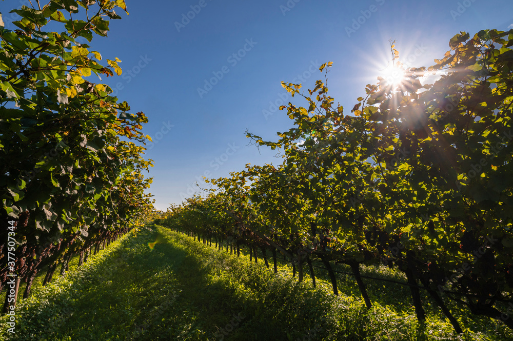 Fototapeta premium Vineyard with ripe red wine grapes near a winery in late summer at sunset. Before the harvest in the Cavedine valley, wine production in Trentino Alto Adige, Italy, Europe