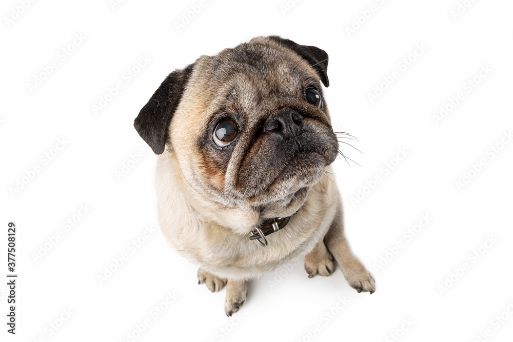 Adorable mature Pug dog sitting on white isolated background. Funny dog poses Adorable mature Pug dog sitting on white isolated background. Funny dog poses