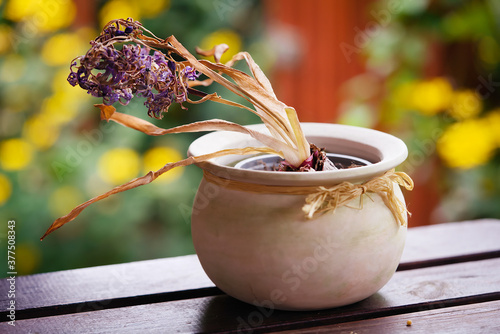 withered plant in a pot on a wooden table