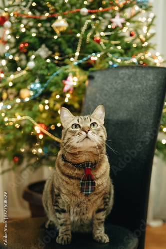 Gray fluffy cat with a tie under a Christmas tree with garlands and lights. © Nadtochiy