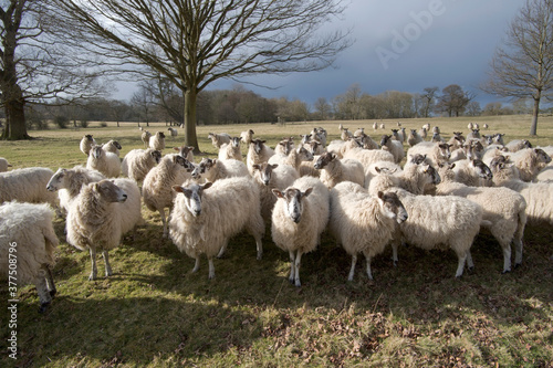 sheep in field in countryside on farm