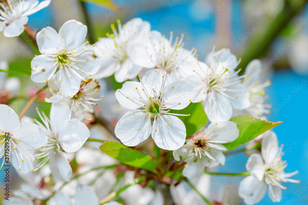 Flowers of the cherry blossoms on a spring day