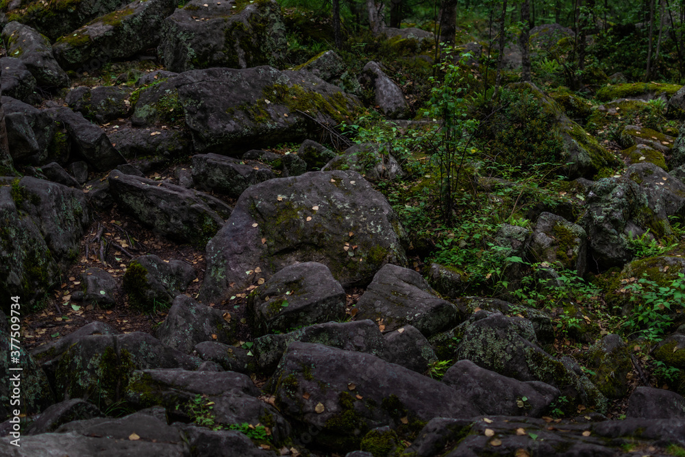 large gray rough textured chipped big stones with moss in green grass in forest large gray rough textured chipped big stones with moss in green grass in forest