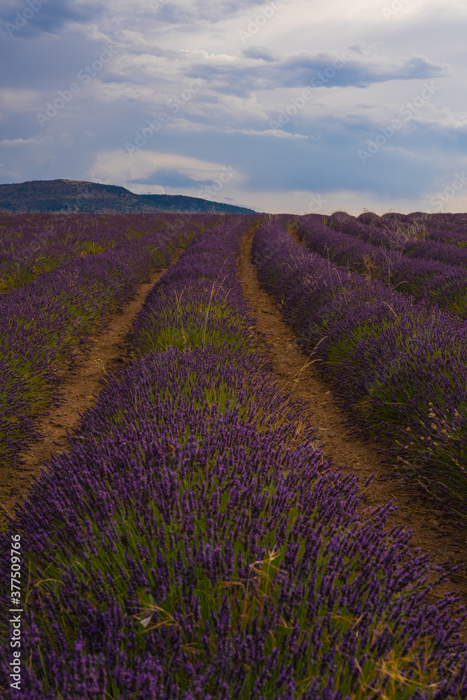 manos de mujer sobre campos de lavanda