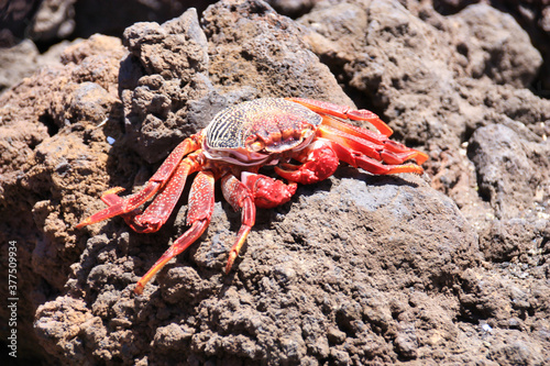 red crab on a rock on lanzarote island  canary  spain