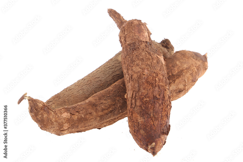 Fresh Tapioca roots or Cassava roots isolated on a white background Fresh Tapioca roots or Cassava roots isolated on a white background