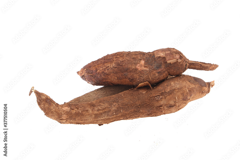 Fresh Tapioca roots or Cassava roots isolated on a white background Fresh Tapioca roots or Cassava roots isolated on a white background
