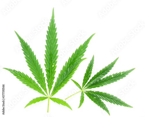 Green leaf of marijuana