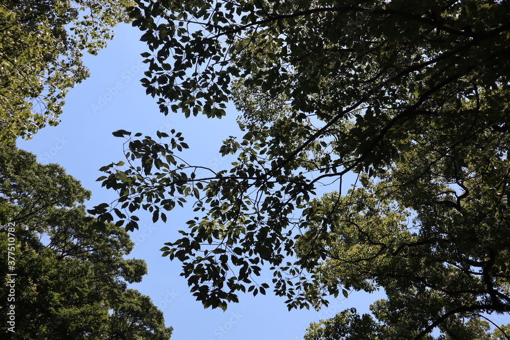 Fototapeta premium 森の中から見た青空