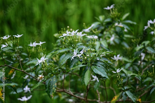 white flowers in the field