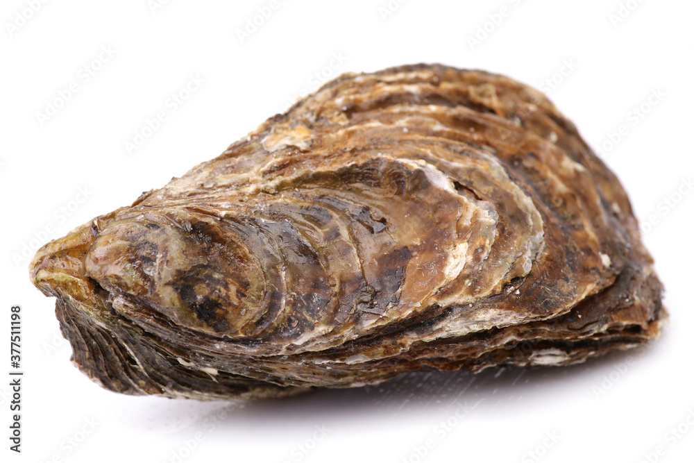 Fresh Oyster on a white background