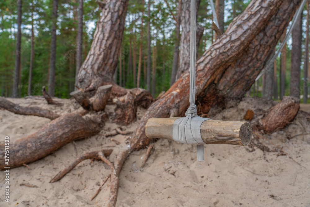 Fototapeta premium Bungee on pine tree near lake coast