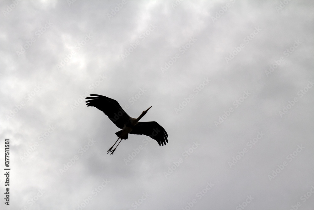 stork bird in flight