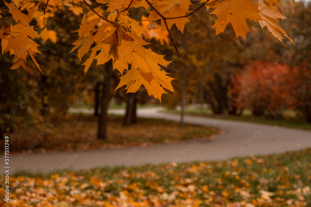 Yellow, orange autumn maple leaves on a tree branch in a beautiful autumn Park. Fallen Golden autumn leaves on the green grass Yellow, orange autumn maple leaves on a tree branch in a beautiful autumn Park. Fallen Golden autumn leaves on the green grass