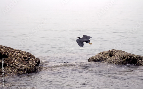 Black heron on the sea photo