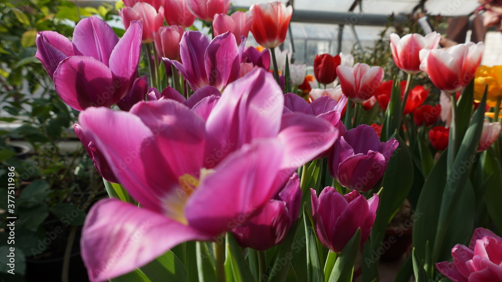 Obraz premium purple and white tulips