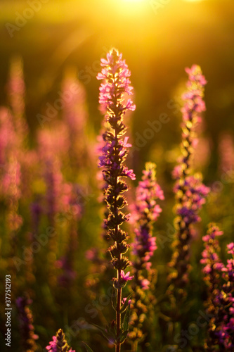 Close up lupin in the golden light at sunset in a field close-up. Field grasses all around. Golden hour. Beautiful summer floral background, lupine flowers in the meadow. Selective focus
