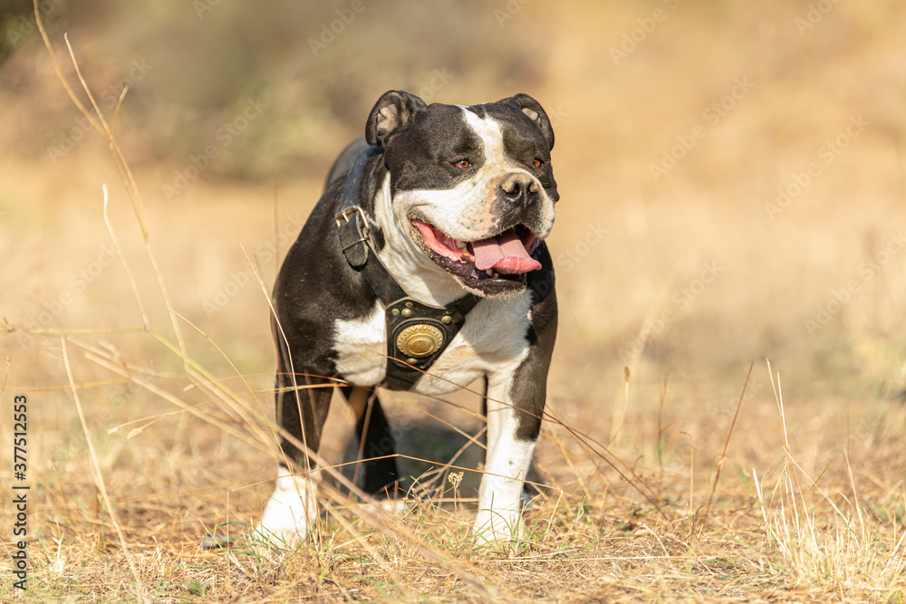 Young american  bully