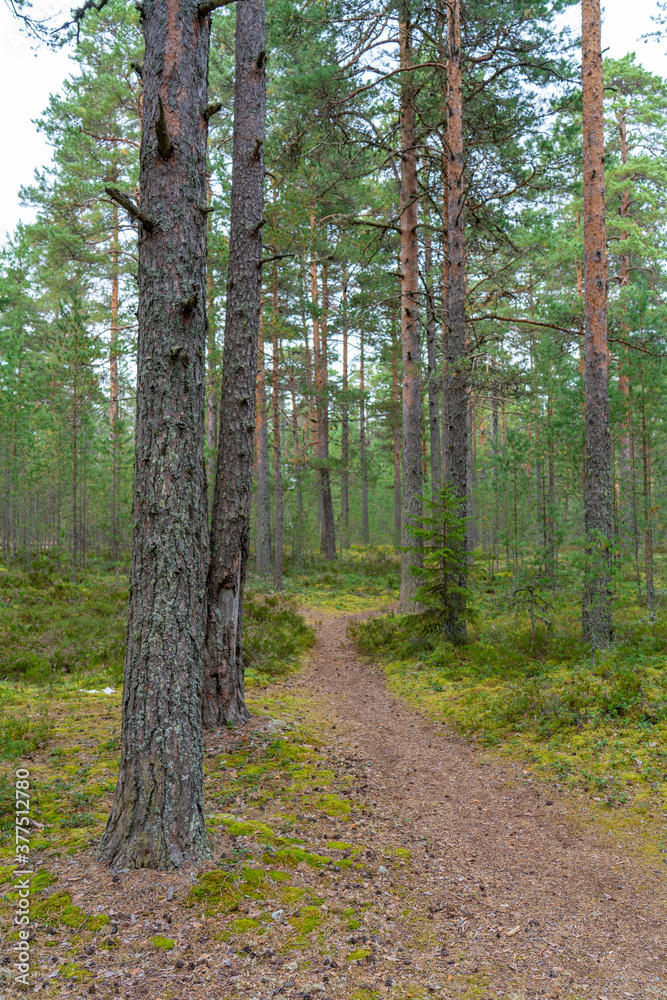 Obraz premium Footpath in damp pine forest