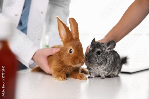 Professional veterinarians examining bunny and chinchilla in clinic, closeup