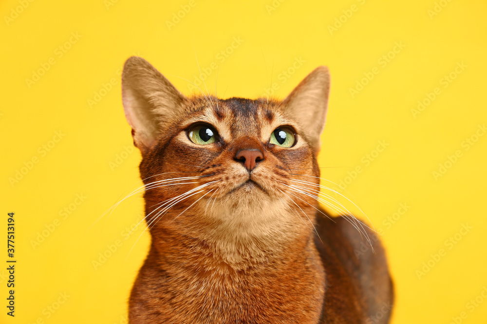 Beautiful Abyssinian cat on yellow background, closeup. Lovely pet