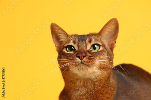 Beautiful Abyssinian cat on yellow background, closeup. Lovely pet