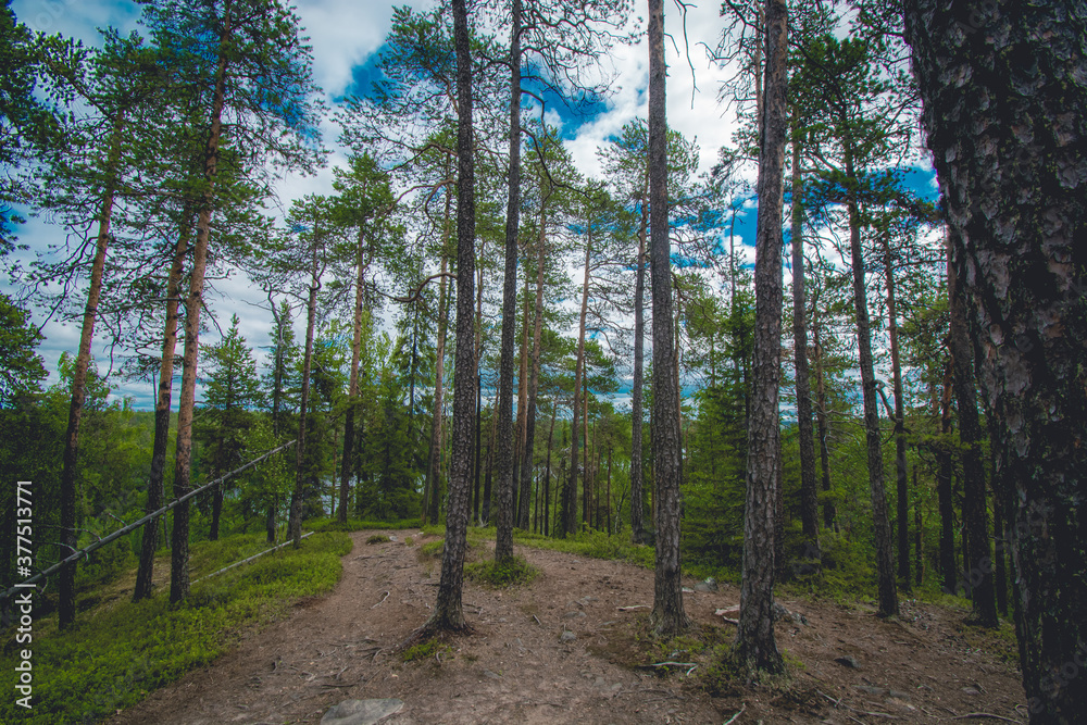 Obraz premium hiking footpath in beautiful wilderness in Finland