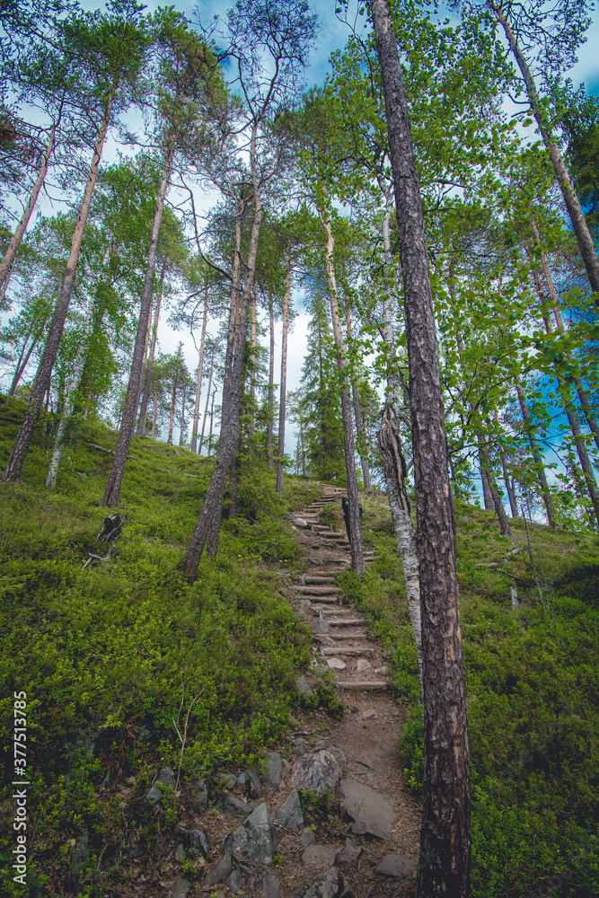 Obraz premium hiking footpath in beautiful wilderness in Finland