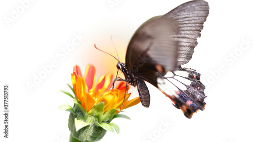 black butterfly flying over a blooming flower, looking for pollen, macro photography of this delicate and gracious Lepidoptera, tropical botanical garden in Chiang Mai, Thailand
