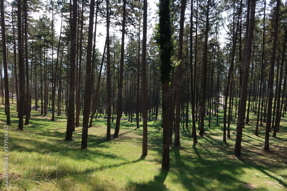 Obraz premium Trees in Bojnice park 3