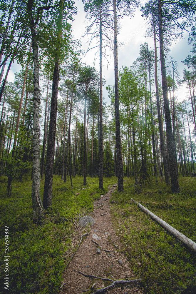 Obraz premium hiking footpath in beautiful wilderness in Finland