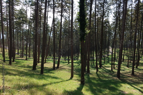 Trees in Bojnice park 3