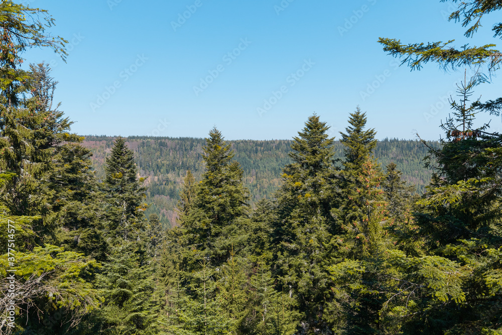 A forest with green trees