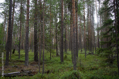 hiking footpath in beautiful wilderness in Finland © sahan.ssw