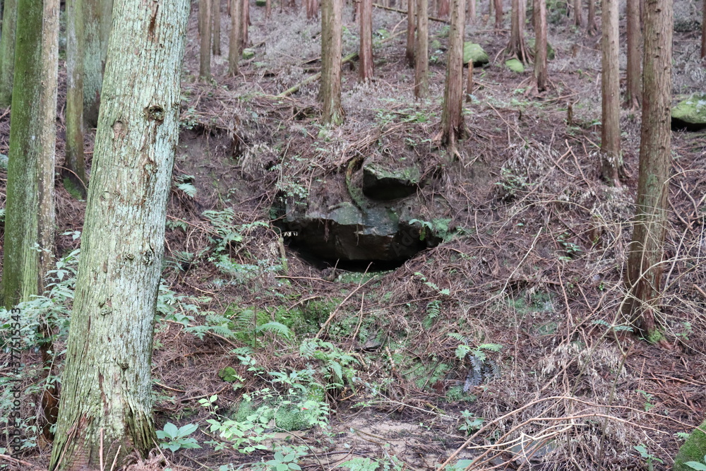 日本の山道の自然達 日本の山道の自然達